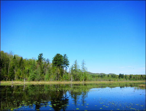 Adirondack Wetlands:  Heron Marsh from the floating bridge at the Paul Smiths VIC